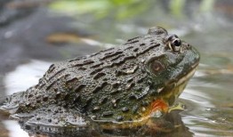 爆料牛蛙养殖技术视频大全,技术视频大全深度解析